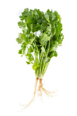 Bunch of fresh coriander isolated on white background