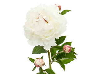 White flower of peony, isolated on white background © kostiuchenko