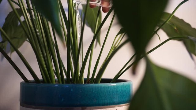 Regando as plantas verdes