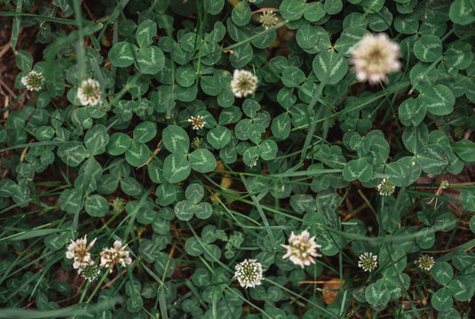 A patch of clover. White clover flowers, wildflowers.