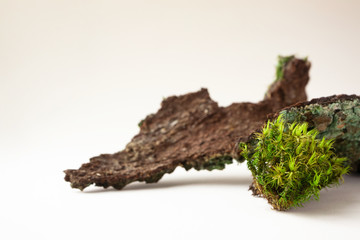 Moss and tree bark with selective focus on light beige background with copy space, horizontal....