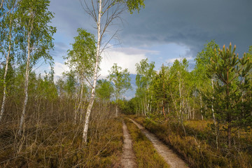Nature before the rain. A deserted sandy road in a birch forest in spring in Ukraine.