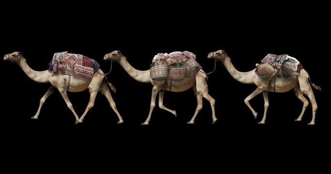 A caravan of running camels realistic animation. Isolated video including alpha channel allows to add background in post-production. Element for visual effects.
