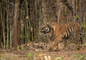 Subadult Tiger cub coming out from bamboo forest at Tadoba Andhari Tiger Reserve, India