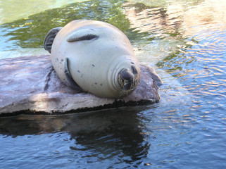 tummy aching seal