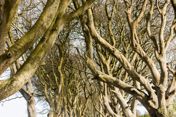 The Dark Hedges, an avenue of beech trees in Ballymoney, County Antrim, Northern Ireland, featured as a popular filming location for fantasy shows