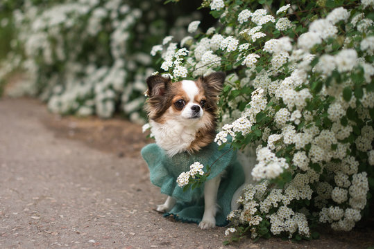 chihuahua in white flowers