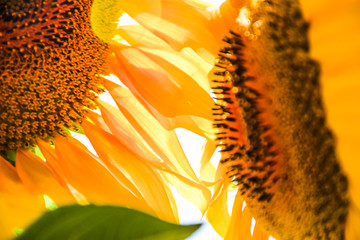 Yellow Sunflowers and Abstract Texture