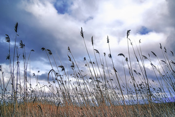 Reed Grass Field Under Cloudy Sky In The Summer