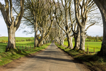 Fototapeta premium The Dark Hedges, an avenue of beech trees in Ballymoney, County Antrim, Northern Ireland, featured as a popular filming location for fantasy shows