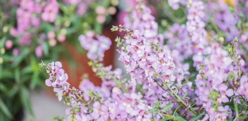 Beautiful flowers blooming in garden
