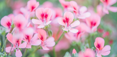 Beautiful flowers blooming in garden