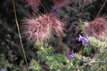 kwiat łąka natura makro bokeh