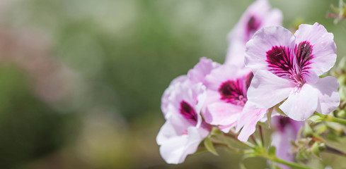 Beautiful flowers blooming in garden