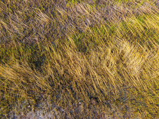 hey and grass texture from above