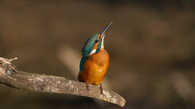 Common kingfisher, Alcedo atthis. A bird sits on a branch by the river and looks up