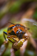 Bug