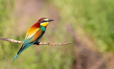 European bee-eater, merops apiaster. An early morning bird sits on a dry branch. The bird is beautifully lit by the morning sun