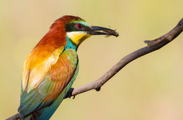 European bee-eater, Merops apiaster. The most colorful bird of Eurasia. Bird caught prey