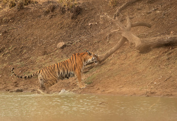 Tiger coming out of  a water hole, Tadoba Andhari Tiger Reserve, India