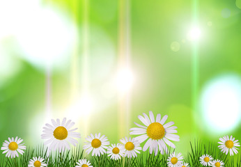 Fototapeta na wymiar Frame of chamomile flowers, background space for text, summer card