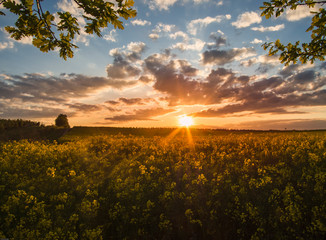 Sunset over a flowering rapeseed field.