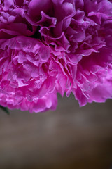 Floral background of fresh pink peonies