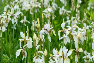 Obraz premium Many white and yellow irises on a green background.
