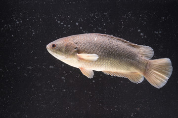 Anabas testudineus (Climbing Perch) in Fish tank,dust in water