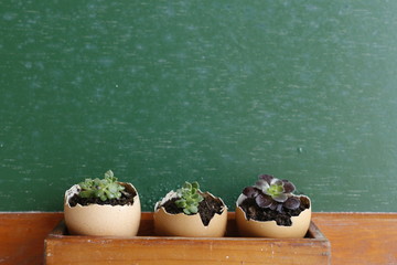 Retro green chalkboard and seedling growth in eggshells. Lemon tree and succulent plants in the egg-cup. Background
