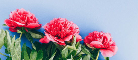 pink peonies on a blue background, copy space, long banner
