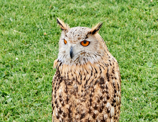 Owl in the field waiting