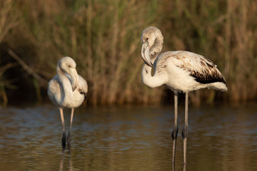 Juvenile Greater Flamingos at Asker marsh in the  morning