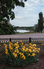 Obraz premium A flower bed with yellow irises and a lake in the background