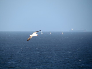 A seagull, three sailboats and a cargo ship