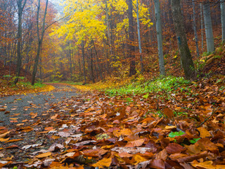 The road is littered with leaves in a colorful autumn forest