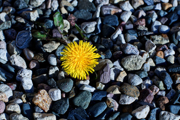 A lonely yellow dandelion is growing among stones.