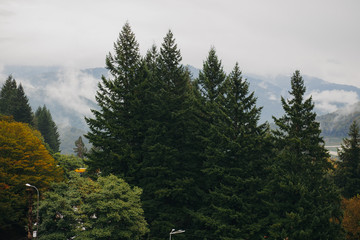 pine trees in the mountains