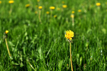 The lonely strange yellow dandelion is growing among other dandelions. This dandelion is odd one out.