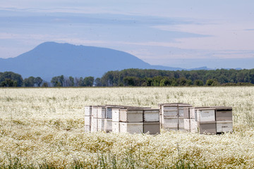 Bees and beehives in a field of meadowfoam flowers in the Willamette Valley of Oregon