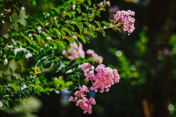 Indian lilac pink