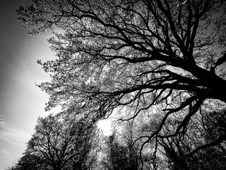 branches in black and white
