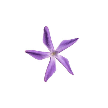 violet flower isolate on white background