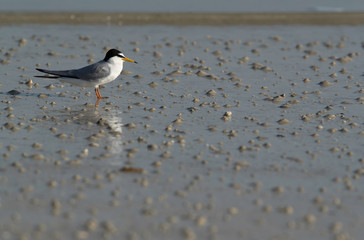 Saunders tern at Busaiteen coast, Bahrain