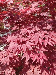 brązowe liście © Mikoh81