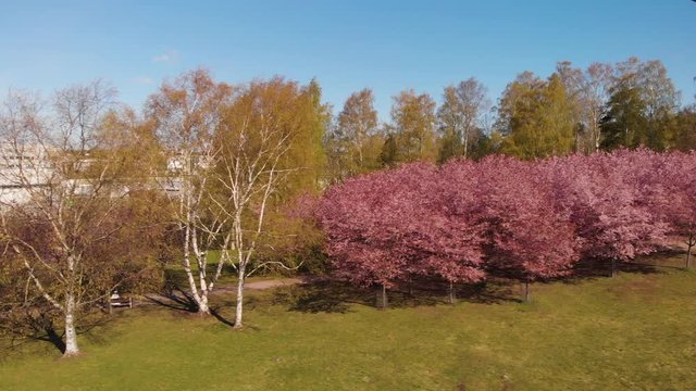 Helsinki Cherry Tree Blossom Aerial Camera Tracking Nr2 4K Prores422. Filmed at Roihuvuori Cherry Tree Park Mother's Day 2020. The place is Roihuvuoren kirsikkapuisto. Mp4 and more photos available 
