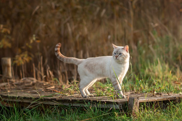 A tabby cat stands on the bridge in the grass. Autumn nature