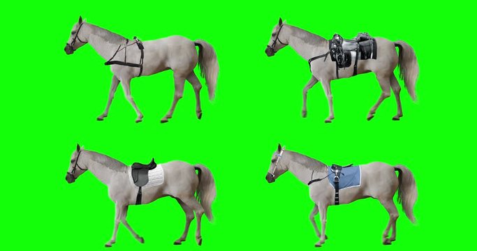 White horse run trotting. Isolated grey stallion jogging. Gray mustang is running slowly. Variations of horse: one in harness, the others with different saddles. Loop. Green screen.