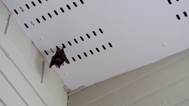Malayan flying fox hanging down under roof of house. Fruit bat, kalang, or kalong looks down on white wooden surface background
