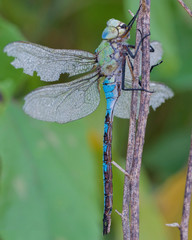 detailed macro of dragonfly 